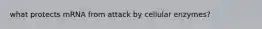 what protects mRNA from attack by cellular enzymes?