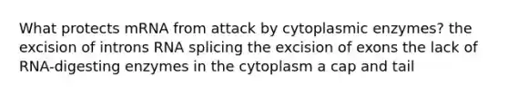 What protects mRNA from attack by cytoplasmic enzymes? the excision of introns RNA splicing the excision of exons the lack of RNA-digesting enzymes in the cytoplasm a cap and tail