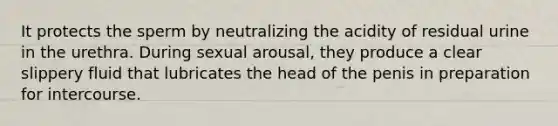 It protects the sperm by neutralizing the acidity of residual urine in the urethra. During sexual arousal, they produce a clear slippery fluid that lubricates the head of the penis in preparation for intercourse.