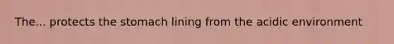 The... protects <a href='https://www.questionai.com/knowledge/kLccSGjkt8-the-stomach' class='anchor-knowledge'>the stomach</a> lining from the acidic environment