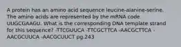 A protein has an amino acid sequence leucine-alanine-serine. The amino acids are represented by the mRNA code UUGCGAAGU. What is the corresponding DNA template strand for this sequence? -TTCGUUCA -TTCGCTTCA -AACGCTTCA -AACGCUUCA -AACGCUUCT pg.243