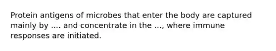 Protein antigens of microbes that enter the body are captured mainly by .... and concentrate in the ..., where immune responses are initiated.