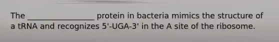 The _________________ protein in bacteria mimics the structure of a tRNA and recognizes 5'-UGA-3' in the A site of the ribosome.