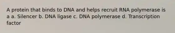 A protein that binds to DNA and helps recruit RNA polymerase is a a. Silencer b. DNA ligase c. DNA polymerase d. Transcription factor