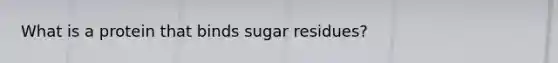 What is a protein that binds sugar residues?