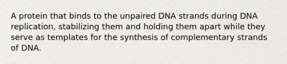 A protein that binds to the unpaired DNA strands during DNA replication, stabilizing them and holding them apart while they serve as templates for the synthesis of complementary strands of DNA.