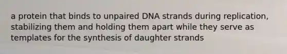 a protein that binds to unpaired DNA strands during replication, stabilizing them and holding them apart while they serve as templates for the synthesis of daughter strands