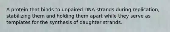 A protein that binds to unpaired DNA strands during replication, stabilizing them and holding them apart while they serve as templates for the synthesis of daughter strands.