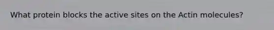 What protein blocks the active sites on the Actin molecules?
