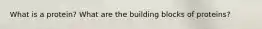 What is a protein? What are the building blocks of proteins?
