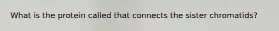 What is the protein called that connects the sister chromatids?