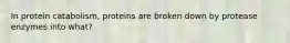 In protein catabolism, proteins are broken down by protease enzymes into what?