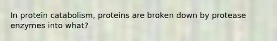 In protein catabolism, proteins are broken down by protease enzymes into what?