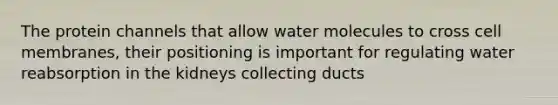 The protein channels that allow water molecules to cross cell membranes, their positioning is important for regulating water reabsorption in the kidneys collecting ducts