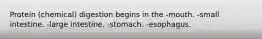 Protein (chemical) digestion begins in the -mouth. -small intestine. -large intestine. -stomach. -esophagus.