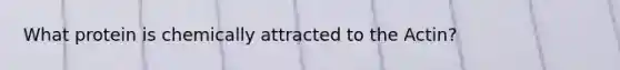 What protein is chemically attracted to the Actin?