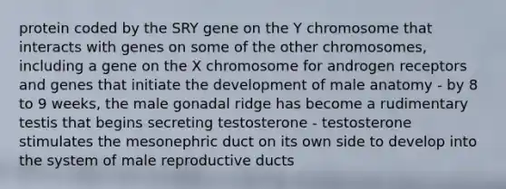 protein coded by the SRY gene on the Y chromosome that interacts with genes on some of the other chromosomes, including a gene on the X chromosome for androgen receptors and genes that initiate the development of male anatomy - by 8 to 9 weeks, the male gonadal ridge has become a rudimentary testis that begins secreting testosterone - testosterone stimulates the mesonephric duct on its own side to develop into the system of male reproductive ducts