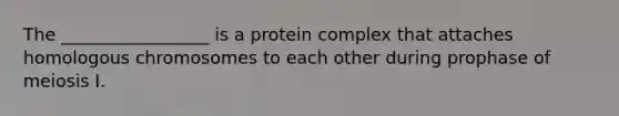 The _________________ is a protein complex that attaches homologous chromosomes to each other during prophase of meiosis I.