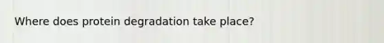 Where does protein degradation take place?
