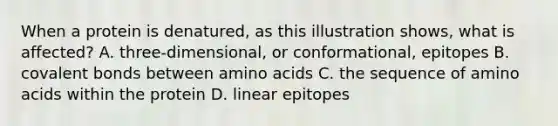 When a protein is denatured, as this illustration shows, what is affected? A. three-dimensional, or conformational, epitopes B. covalent bonds between amino acids C. the sequence of amino acids within the protein D. linear epitopes