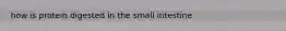 how is protein digested in the small intestine