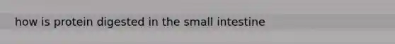 how is protein digested in the small intestine