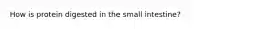 How is protein digested in the small intestine?