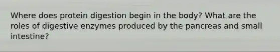 Where does protein digestion begin in the body? What are the roles of digestive enzymes produced by the pancreas and small intestine?
