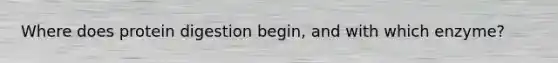 Where does protein digestion begin, and with which enzyme?
