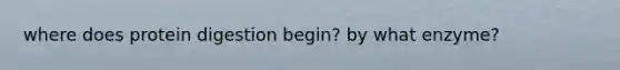 where does protein digestion begin? by what enzyme?