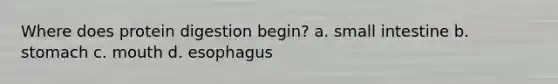 Where does protein digestion begin? a. small intestine b. stomach c. mouth d. esophagus