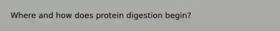 Where and how does protein digestion begin?