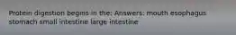 Protein digestion begins in the: Answers: mouth esophagus stomach small intestine large intestine