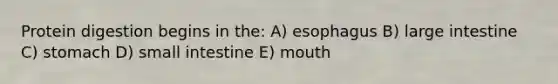 Protein digestion begins in the: A) esophagus B) large intestine C) stomach D) small intestine E) mouth