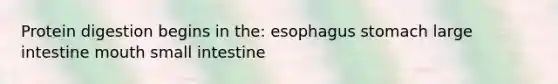 Protein digestion begins in the: esophagus stomach large intestine mouth small intestine