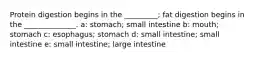 Protein digestion begins in the _________; fat digestion begins in the ______________. a: stomach; small intestine b: mouth; stomach c: esophagus; stomach d: small intestine; small intestine e: small intestine; large intestine