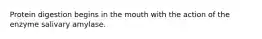 Protein digestion begins in the mouth with the action of the enzyme salivary amylase.