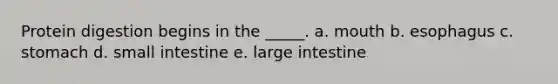 Protein digestion begins in the _____. a. mouth b. esophagus c. stomach d. small intestine e. large intestine