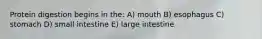 Protein digestion begins in the: A) mouth B) esophagus C) stomach D) small intestine E) large intestine