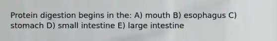 Protein digestion begins in the: A) mouth B) esophagus C) stomach D) small intestine E) large intestine