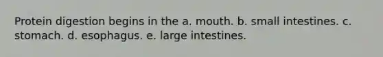 Protein digestion begins in the a. mouth. b. small intestines. c. stomach. d. esophagus. e. large intestines.