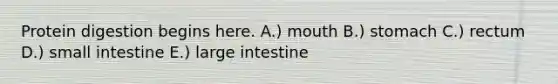 Protein digestion begins here. A.) mouth B.) stomach C.) rectum D.) small intestine E.) large intestine