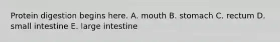 Protein digestion begins here. A. mouth B. stomach C. rectum D. small intestine E. large intestine