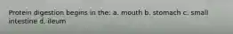 Protein digestion begins in the: a. mouth b. stomach c. small intestine d. ileum