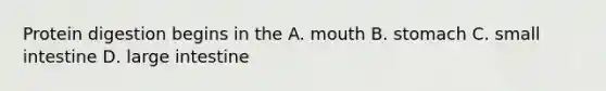 Protein digestion begins in the A. mouth B. stomach C. small intestine D. large intestine
