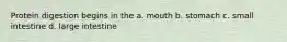 Protein digestion begins in the a. mouth b. stomach c. small intestine d. large intestine