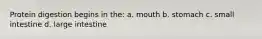 Protein digestion begins in the: a. mouth b. stomach c. small intestine d. large intestine