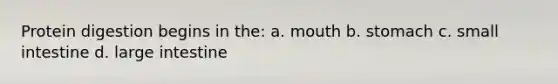 Protein digestion begins in the: a. mouth b. stomach c. small intestine d. large intestine
