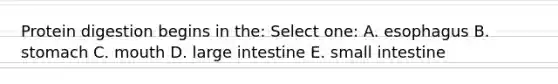 Protein digestion begins in the: Select one: A. esophagus B. stomach C. mouth D. large intestine E. small intestine