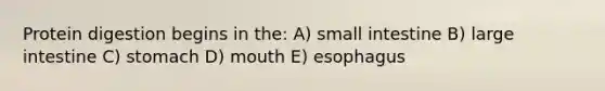 Protein digestion begins in the: A) small intestine B) large intestine C) stomach D) mouth E) esophagus